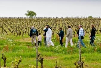 Domaine Pierre Chauvin, vins d'Anjou et Coteaux du Layon