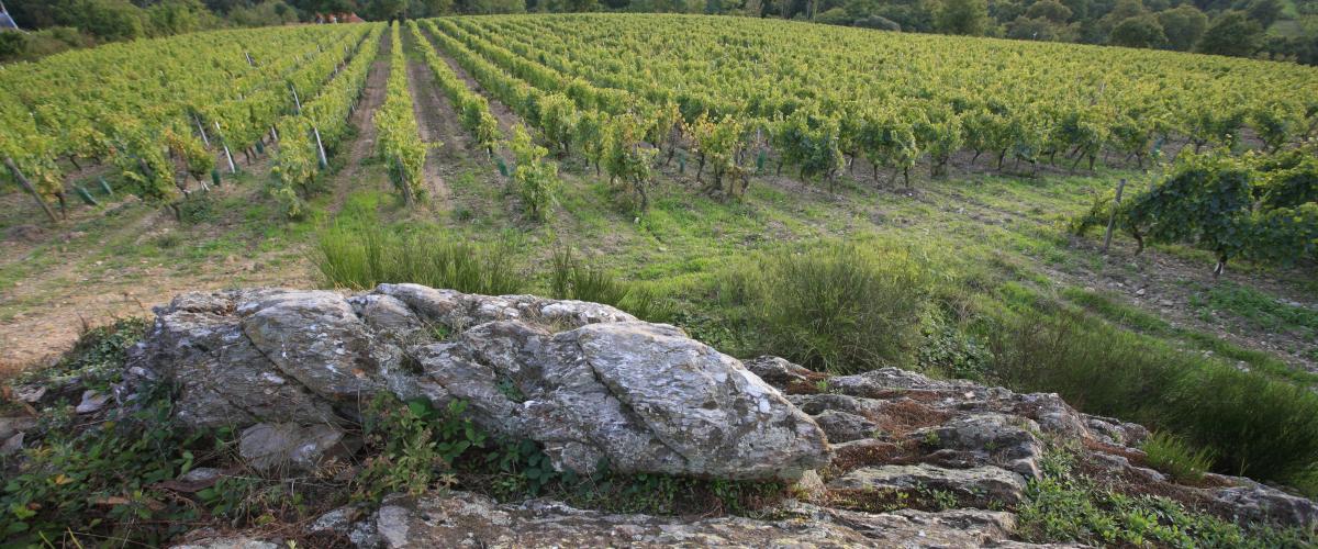 Le Chenin Aujourd'hui