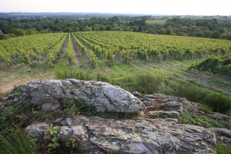 Le Chenin Aujourd'hui